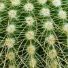 Notocactus _leninghausii_ 03